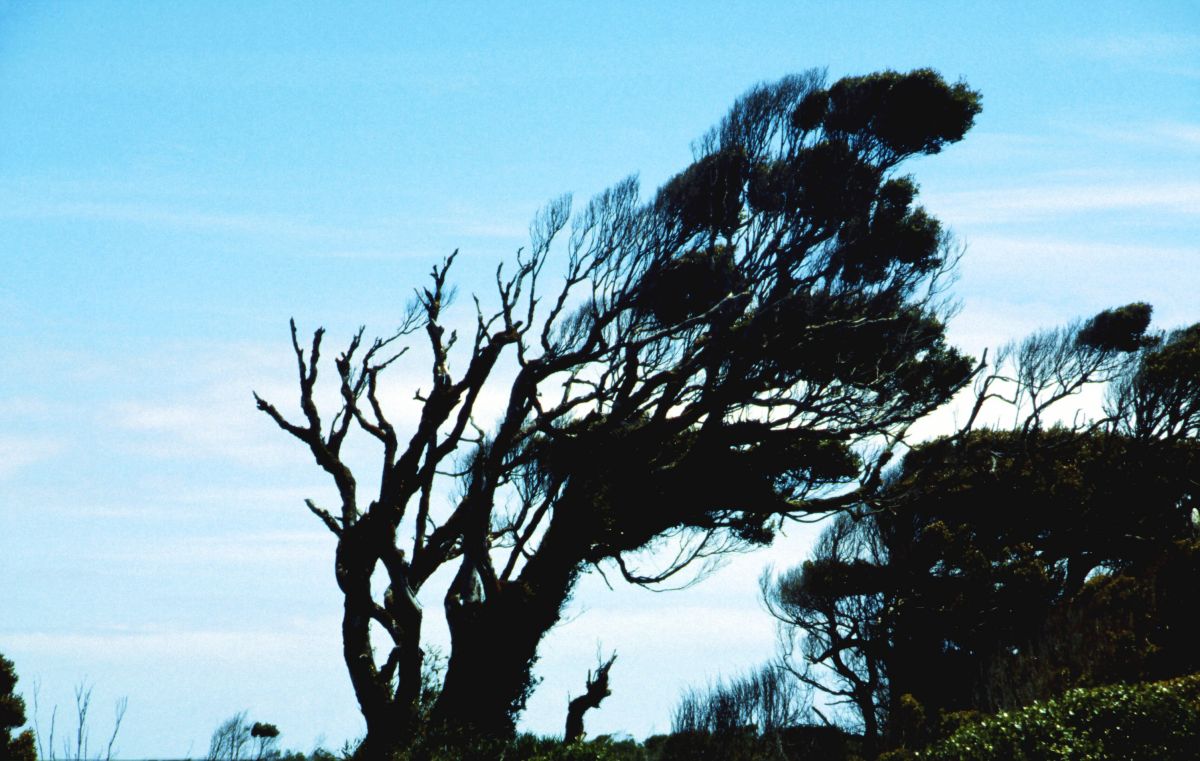 Národní park Chiloe, pabuk