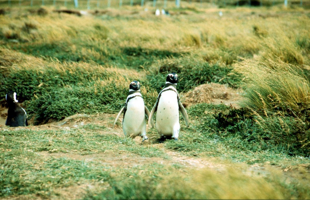 tučňáci na Seno Otway