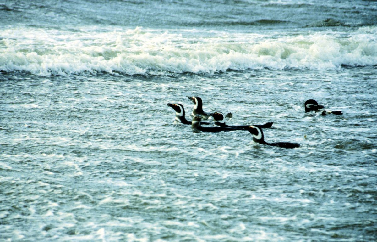 tučňáci na Seno Otway ve vodě