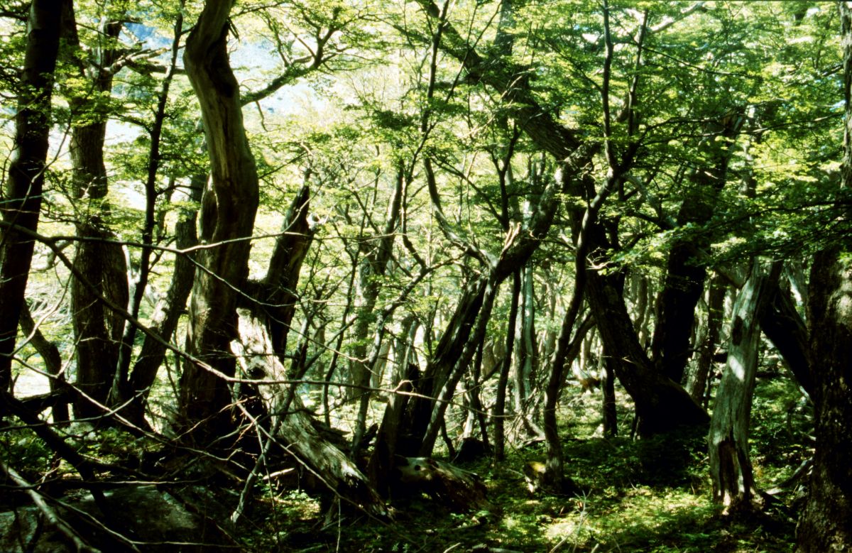 Pabukový prales