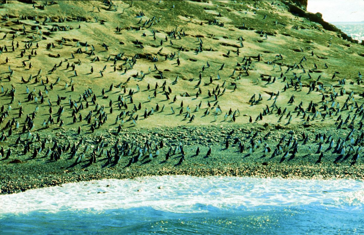 Ostrov Magdalena s 80 000 páry tučňáků