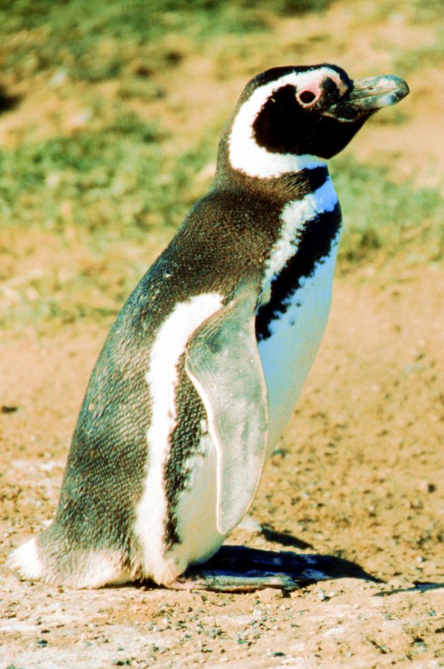 tučňák magalhãenský