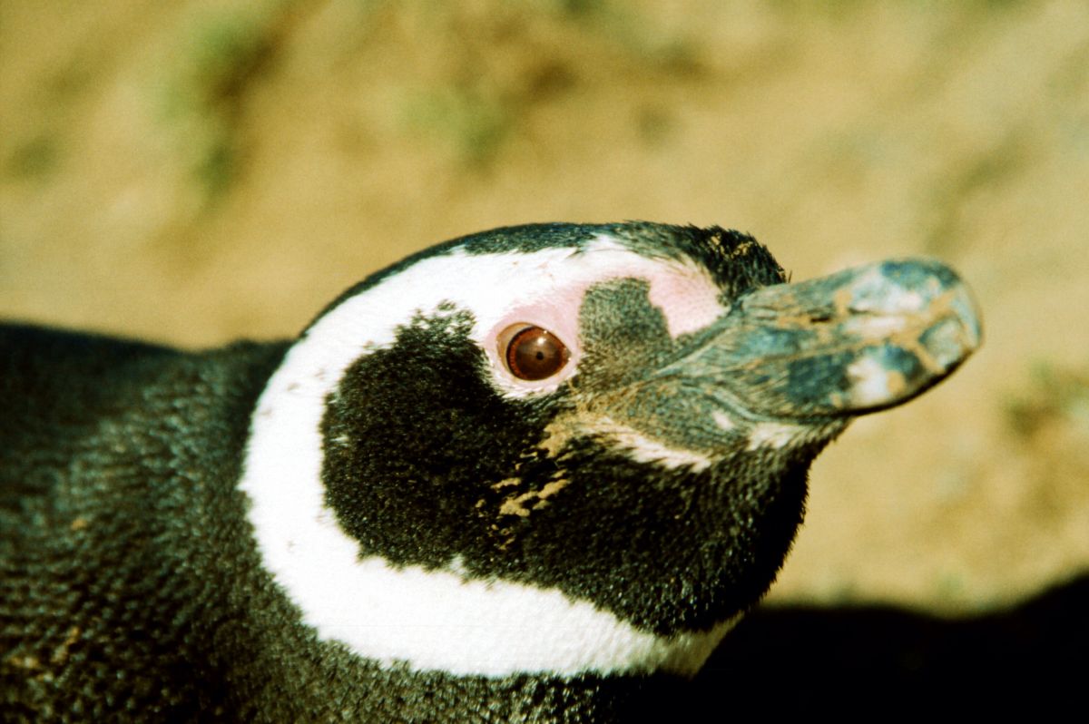tučňák magalhãenský