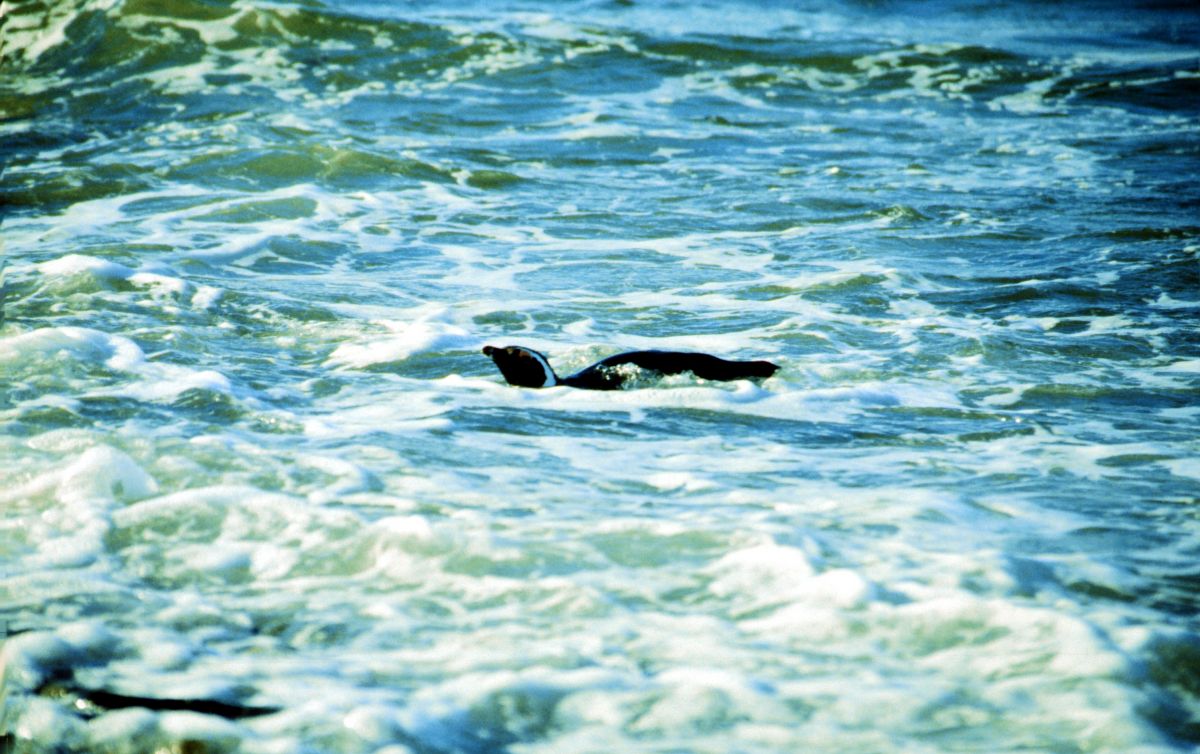 tučňák magalhãenský plave