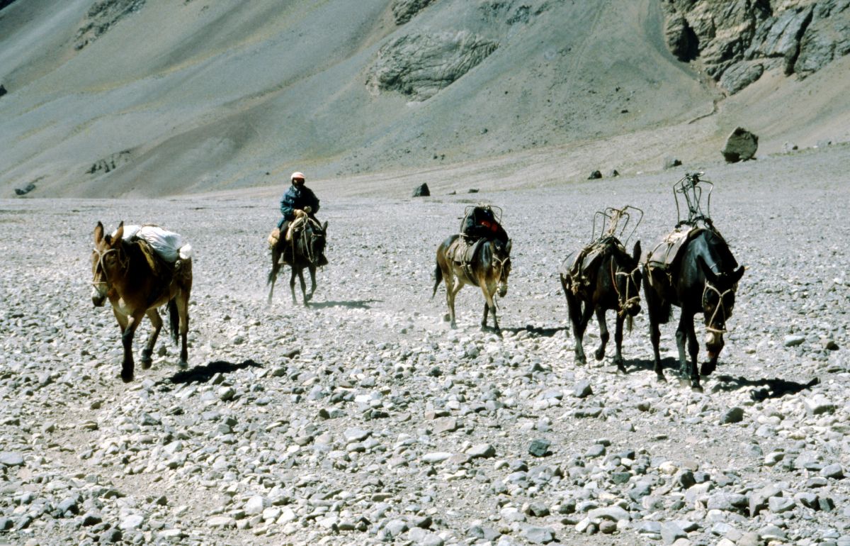 Aconcagua, muly tahají náklad od silnice do základního tábora