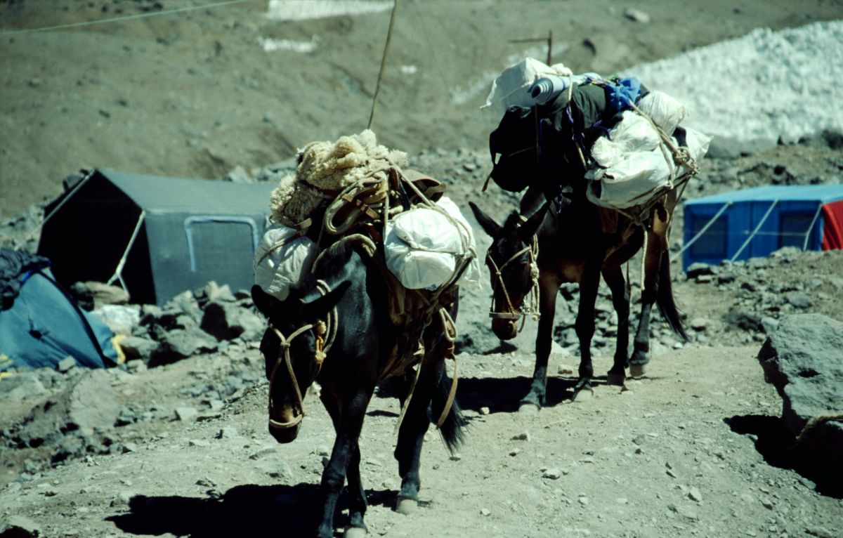 Aconcagua, muly tahají náklad od silnice do základního tábora