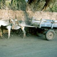 Popis: San Pedra de Atacama, oslík čeká na náklad