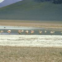 Popis: plameňáci na Laguně Blanco