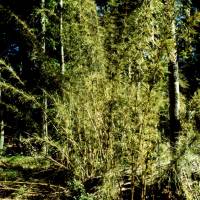 Popis: Pod sopkou Lanin