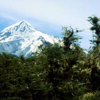 Popis: Ladin přes pabukový les