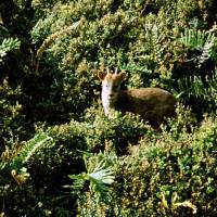 Popis: Pudu větší v roští