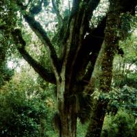 Popis: Národní park Chiloe, prales
