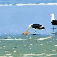 Popis: Národní park Chiloe, racci hodují na krabovi