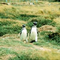 Popis: tučňáci na Seno Otway