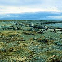 Popis: tučňáci na Seno Otway, pochod do vody