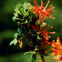 Popis: keř Embothrium Coccineum, španělsky Notro