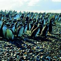Popis: Ostrov Magdalena s 80 000 páry tučňáků