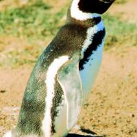 Popis: tučňák magalhãenský