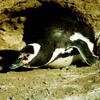 Popis: tučňák magalhãenský