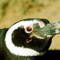 Popis: tučňák magalhãenský