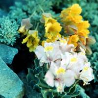 Popis: Sopka San Jose, dvoubarevná kytka