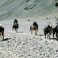 Popis: Aconcagua, muly tahají náklad od silnice do základního tábora