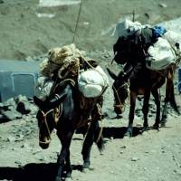 Popis: Aconcagua, muly tahají náklad od silnice do základního tábora