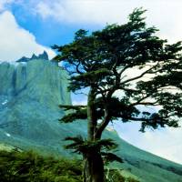 Popis: nádherný pabuk v Valle Del Frances