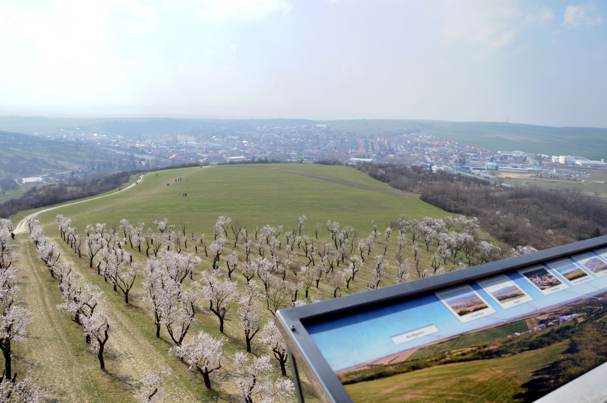 Hustopečské mandlové sady