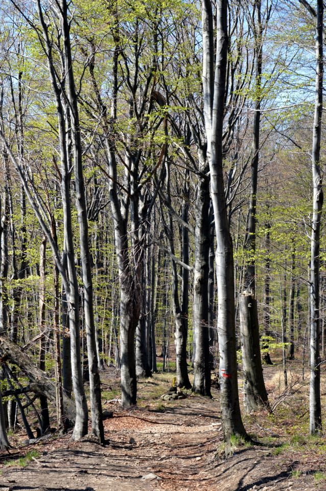 Buky na hřebenu Vráčíku se začínají olisťovat (cca 900 m)