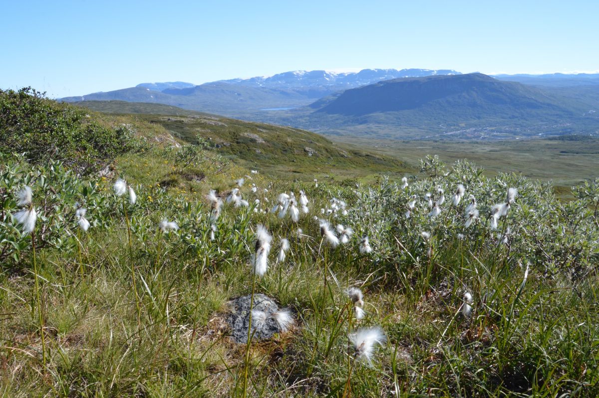 Údolí Sysedalen a Hardangerviddský ledovec