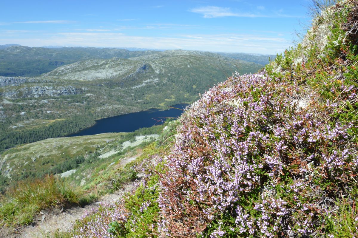 Gaustatoppen