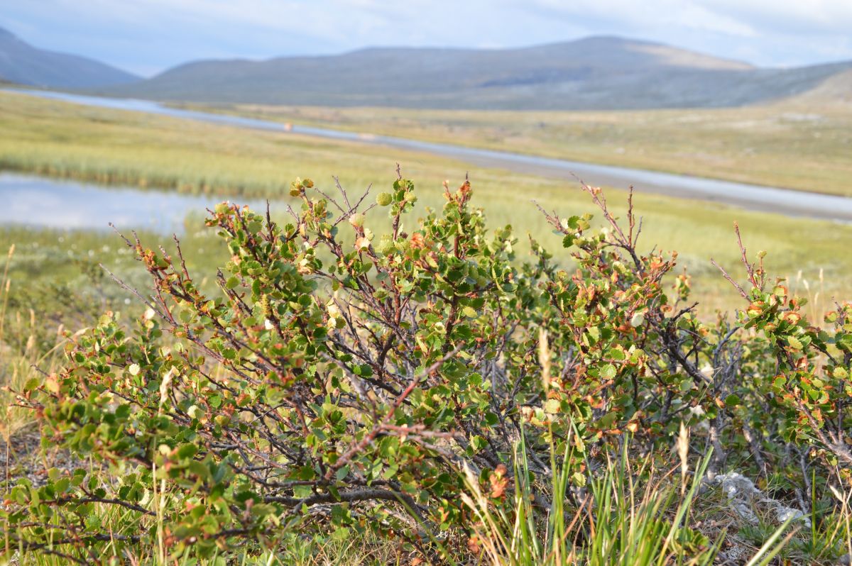 Krásné údolí Veodalen pod Glittertindem