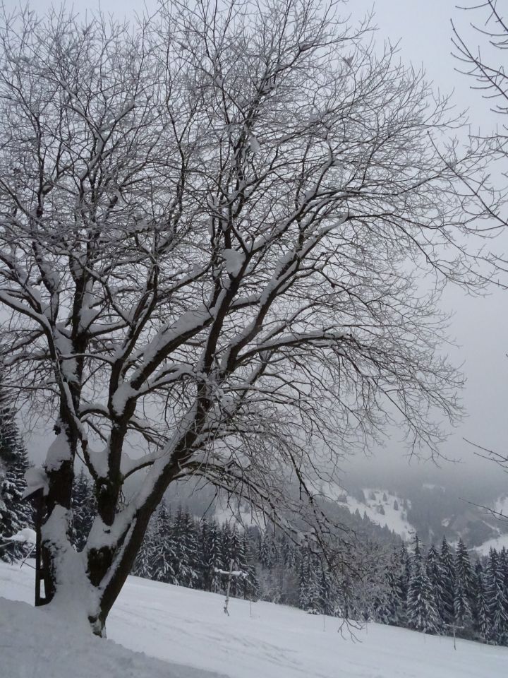 Nad Špindlem (Dřevařská cesta)