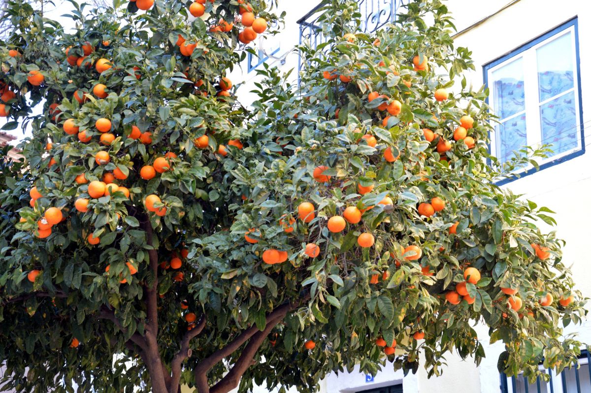 Pomeranče v únoru