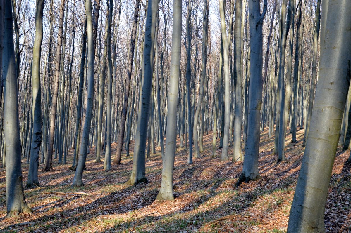 Bukový les na maďarské straně