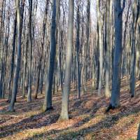 Popis: Bukový les na maďarské straně