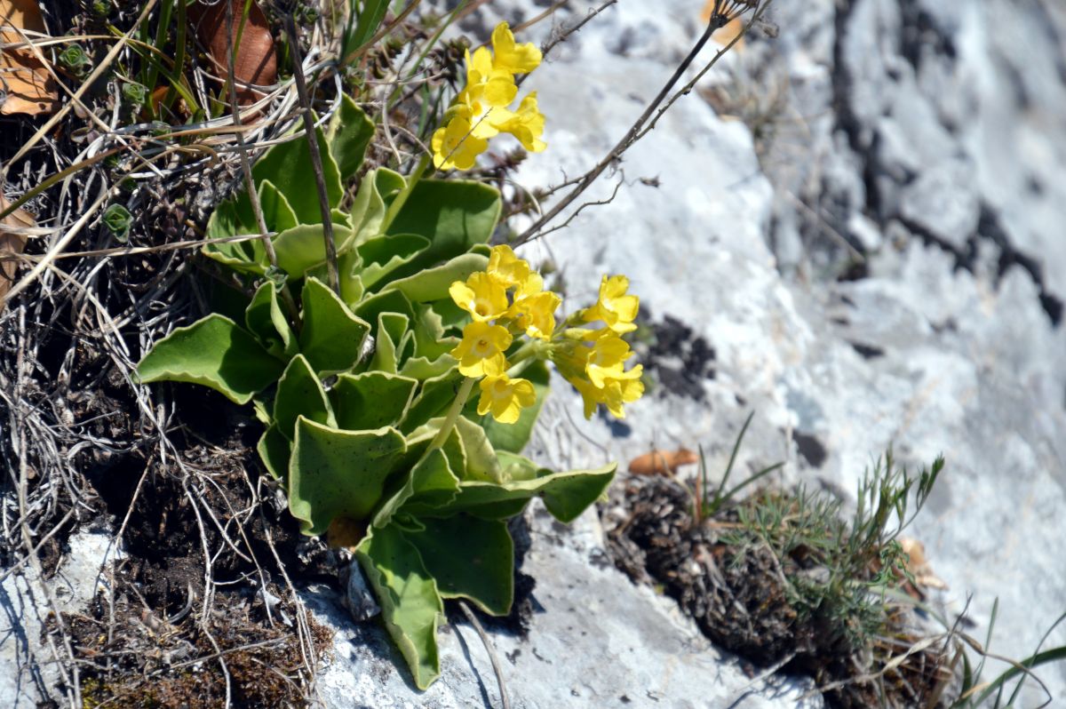 Poludnica