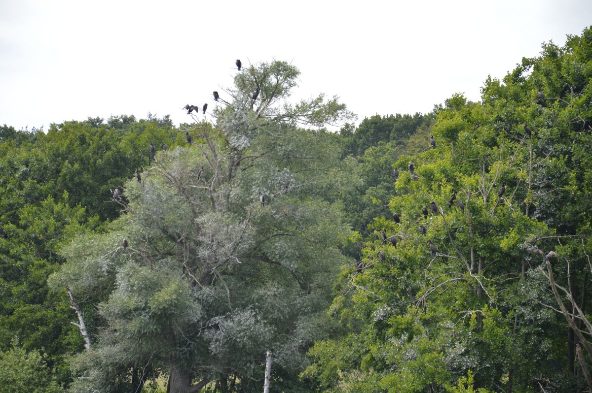 Národní park Müritz - kormoráni