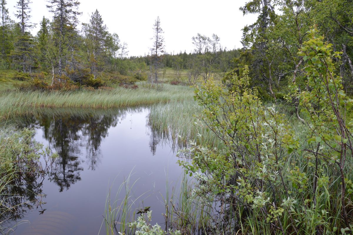 Jämtland, bažiny od prvních metrů. Kungsleden=dálková turist. cesta