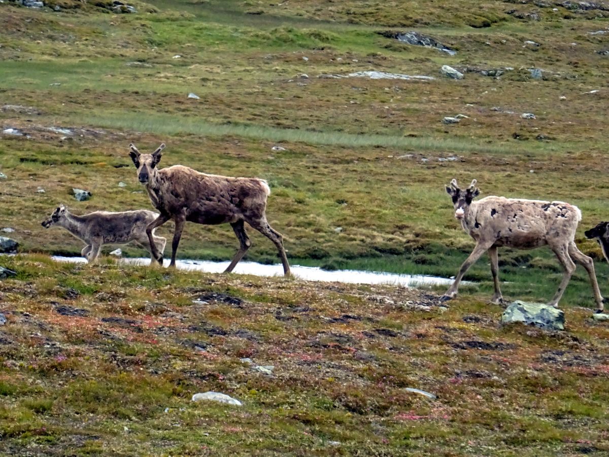 Sobi na Jämtlandsfjällen