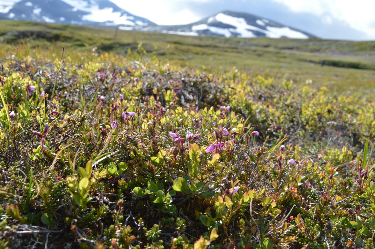 Jämtlandské hory, v masivu Sylarny
