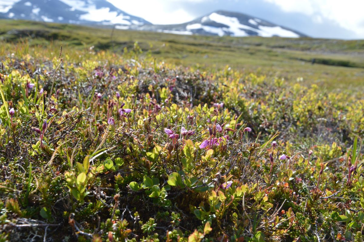 Jämtlandsfjällen, v masivu Sylarny