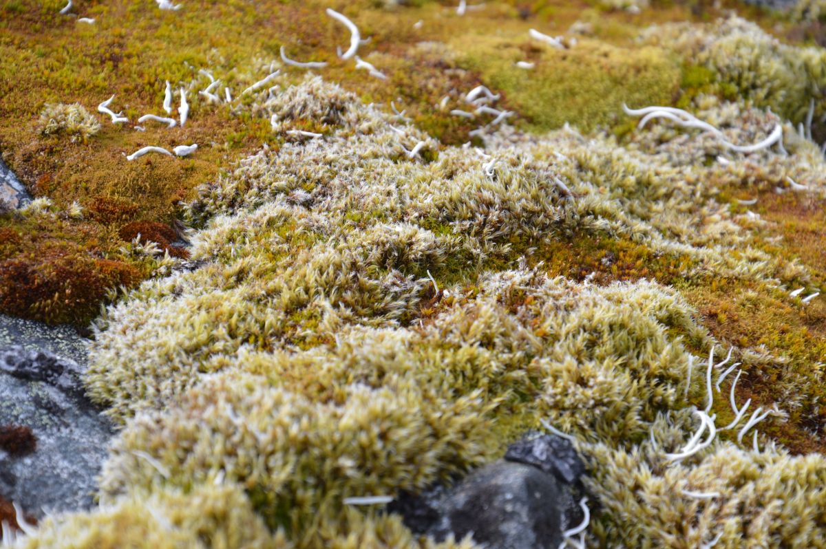 Zlatavá krása na Jämtlandsfjällen