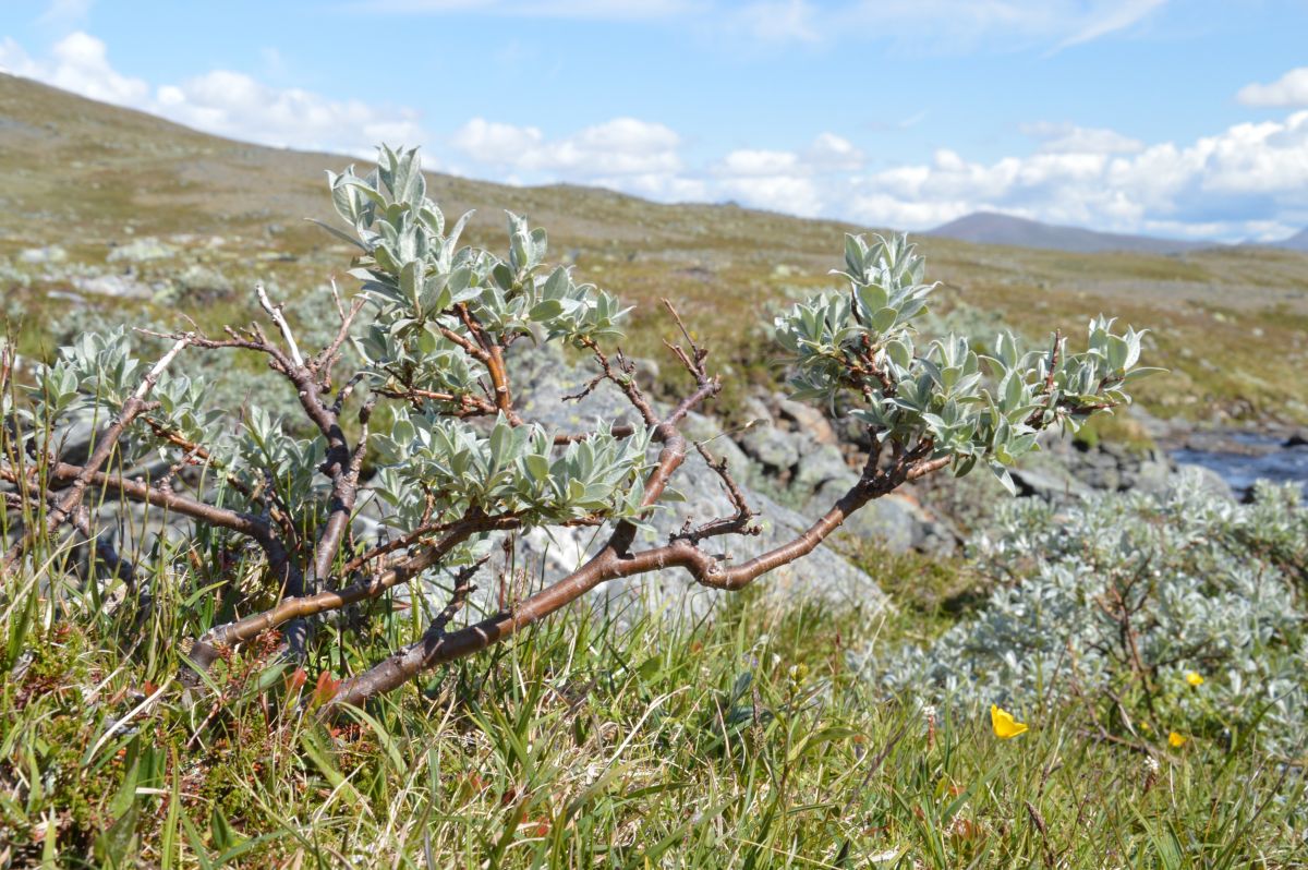 Jämtlandsfjällen