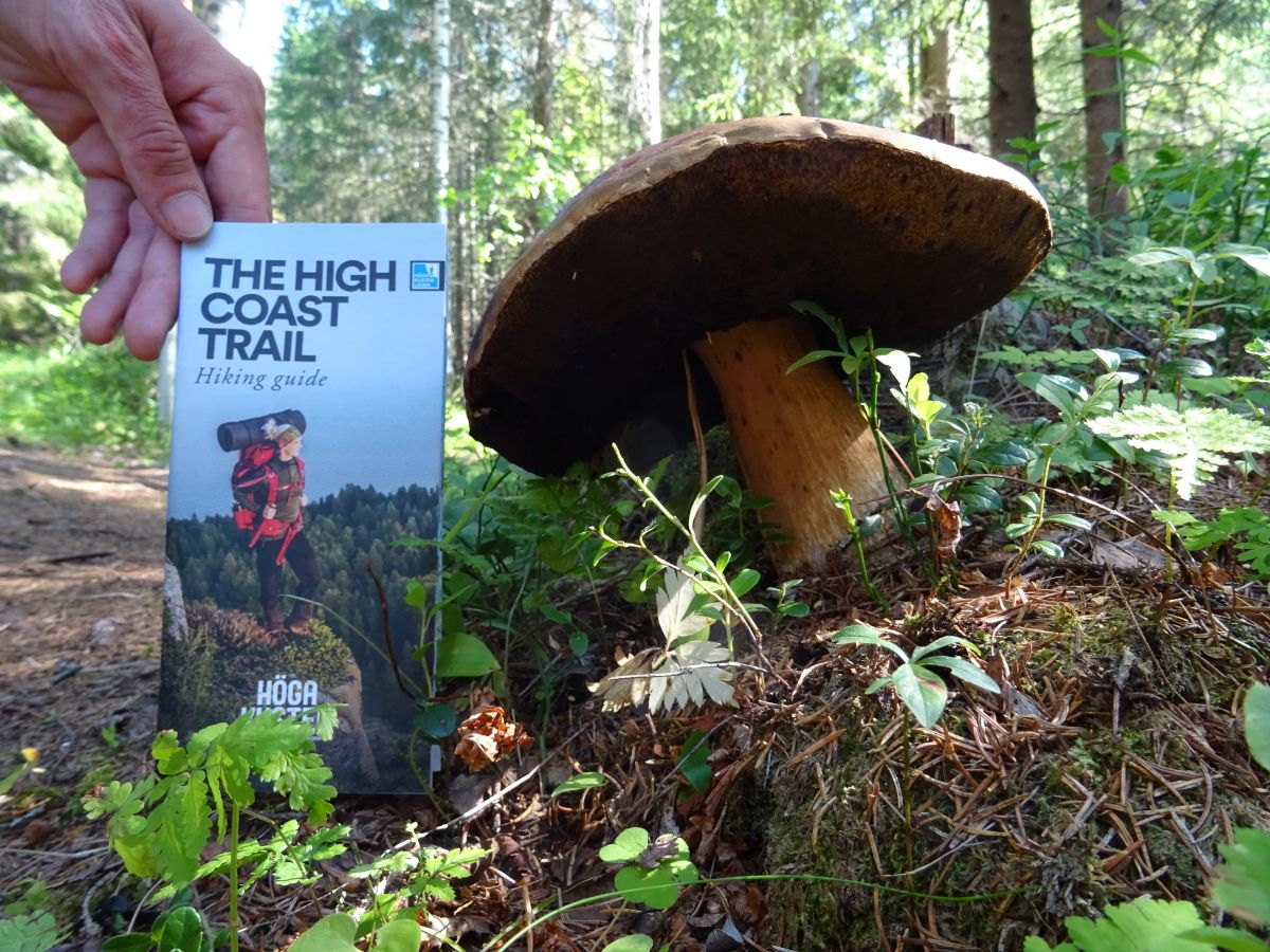 Höga Kusten, obrovské houby rostou všude