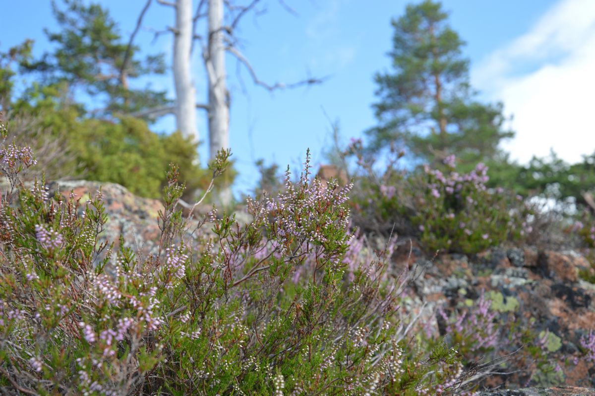 Na vrchu Skuleberget