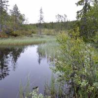 Popis: Jämtland, bažiny od prvních metrů. Kungsleden=dálková turist. cesta