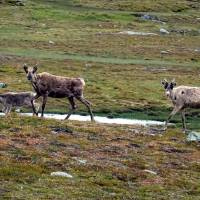 Popis: Jämtlandsfjällen