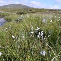 Popis: Jämtlandsfjällen, nejen suchopýry v bažině